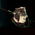 00000000.jpg Vascular Components ANATOMY VEINS Skeleton BONES NERVES
