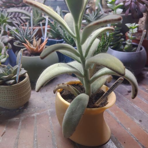 Oval abstract flower pot 3D model