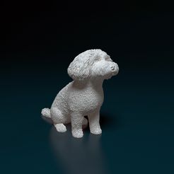 toy-poodle-01.jpg Mini Poodle cross
