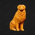 545-Australian_Shepherd_Dog_Pose_06.jpg Australian Shepherd Dog 3D Print Model Pose 06