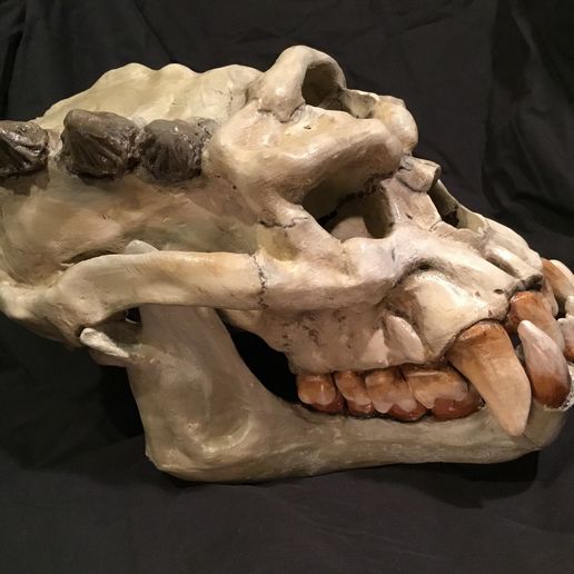 IMG_0281.JPG Troll Skull