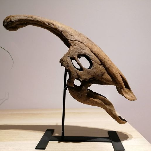 IMG_20201101_223018.jpg STL file Dinosaur skull - Parasaurolophus・3D print design to download, Think3dprint