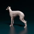 levr006.jpg Italian Greyhound dog