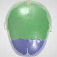 CRANIAL-NERVES-4.png 3D Cranial nerves & Facial Skull Model