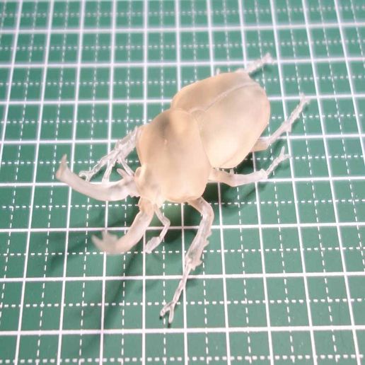 DSC05063.JPG 彩虹锹形虫（Phalacrognathus muelleri）