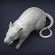 rat6.jpg Rat 3D print model