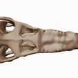 06.jpg Albertosaurus 3D skull