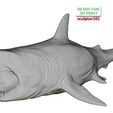 Megalodon-pose-1-16.jpg Ancient Ocean Creature Megalodon 3D sculpting printable model