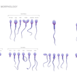 R1.png Sperm Morphology: Normal and Abnormal