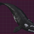 Ballena Entrega 8.PNG Кит