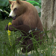 0_00044.png Bear DOWNLOAD Bear 3d model - animated for blender-fbx-unity-maya-unreal-c4d-3ds max - 3D printing Bear Bear
