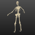 squelette1.png Standing skeleton