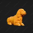 1071-Basset_Griffon_Vendeen_Petit_Pose_08.jpg Basset Griffon Vendeen Petit Dog 3D Print Model Pose 08