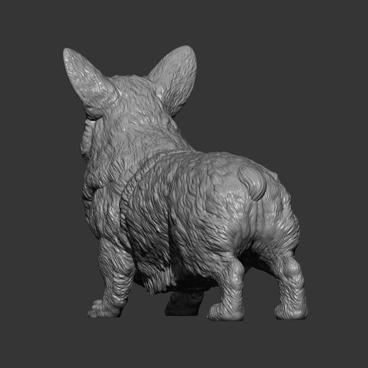 Welsh-Corgi-Pembroke10.jpg Modelo de impressão 3D do Welsh Corgi Pembroke