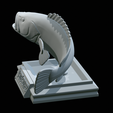 White-grouper-open-mouth-1-48.png fish white grouper / Epinephelus aeneus trophy statue detailed texture for 3d printing