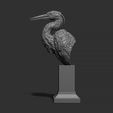 7.jpg Grey Heron bust