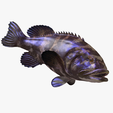 portada.png DOWNLOAD Coral Fish 3D MODEL - ANIMATED for 3D printing - maya - 3DS MAX - UNITY - UNREAL - BLENDER - C4D - CARTOON - POKÉMON - Coral Fish Goby Epinephelinae Epinephelus bruneus
