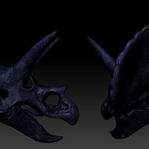 D1.jpg Triceratops Skull