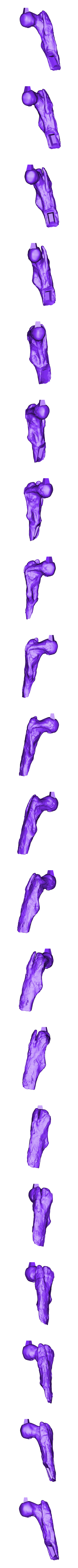 Femur_Left_Part_01.OBJ Scheletro di piccolo T-rex a grandezza naturale - Parte 03/10