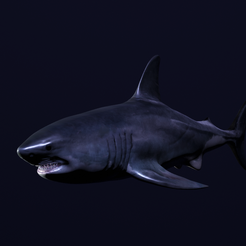 Great-white-1.png Great White