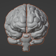 1.png 3D Model of Human Brain v3
