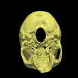 15.png 3D Human Skull - Cap, Mandible