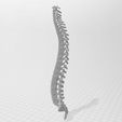6.jpg SPINE WITHOUT SUPPORTS PROFESSIONAL MEDICINE