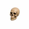 WhatsApp-Image-2026-06-12-at-13.16.30-3.jpeg 10 Skull STL Bundle | 3D Printable Skull Collection | Dragon, Human, Beast & Horned Skull Models | Instant Download