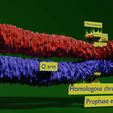 0003.jpg Chromosome homologous centromere kinetochore blender 3d model