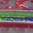 file-14.jpg Tuberculosis bacteria detail cut section labelled 3D model