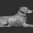 australian-shepherd9.jpg Australian shepherd 3D print model
