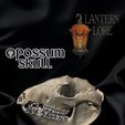 Photoroom_20241207_222300.jpeg Opossum Skull