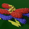 0007.jpg Chromosome homologous centromere kinetochore blender 3d model