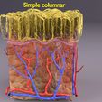 untitled-1.jpg epithelial cells types collection 3D