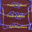 file-27.jpg Venous system thorax abdominal vein labelled 3D model