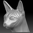 10.jpg Sphynx cat head for 3D printing