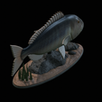 Dentex-statue-1-25.png fish Common dentex / dentex dentex statue underwater detailed texture for 3d printing