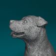 Dog-Staf-08.jpg Staffordshire Bull terrier 08