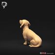 Dachshund-Miniature-Smooth-Haired-Pose-05-Dog-3D-Print-6s.jpeg Perro salchicha miniatura de pelo liso Pose 05
