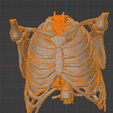 14.png 3D Model of Heart in Thorax