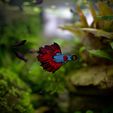 batch_A7C07271.jpg Betta splendens llavero tema 5
