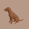Otterhound_0013.jpg Otterhound Dog in Sitting Pose