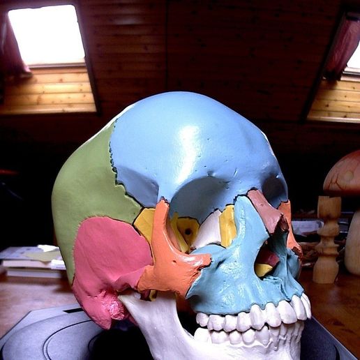 Anatomical Skull 3D model