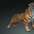 0_00061.png TIGER DOWNLOAD Bengal TIGER 3d model animated for blender-fbx-unity-maya-unreal-c4d-3ds max - 3D printing TIGER CAT CAT