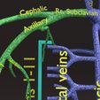 PSfinal0015.jpg Human venous system schematic 3D