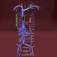 file-41.jpg Venous system thorax abdominal vein labelled 3D model