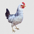 10566.png CHICKEN CHICKEN - DOWNLOAD CHICKEN 3d Model - animated for Blender-Fbx-Unity-Maya-Unreal-C4d-3ds Max - 3D Printing HEN hen, chicken, fowl, coward, sissy, funk- BIRD - POKÉMON - GARDEN