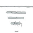 Bacillus_Wireframe.png Bacillus Bacteria