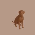 Bedlington_Terrier_0001.jpg Bedlington Terrier Dog in Sitting Pose