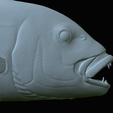 Dentex-mouth-statue-75.png fish Common dentex / dentex dentex open mouth statue detailed texture for 3d printing